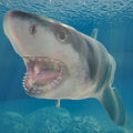 鲨鱼海洋安卓版V1.1.1
