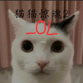 猫猫惊魂2OL手游 vOL1.0