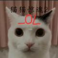猫猫惊魂2OL手机版v1.0