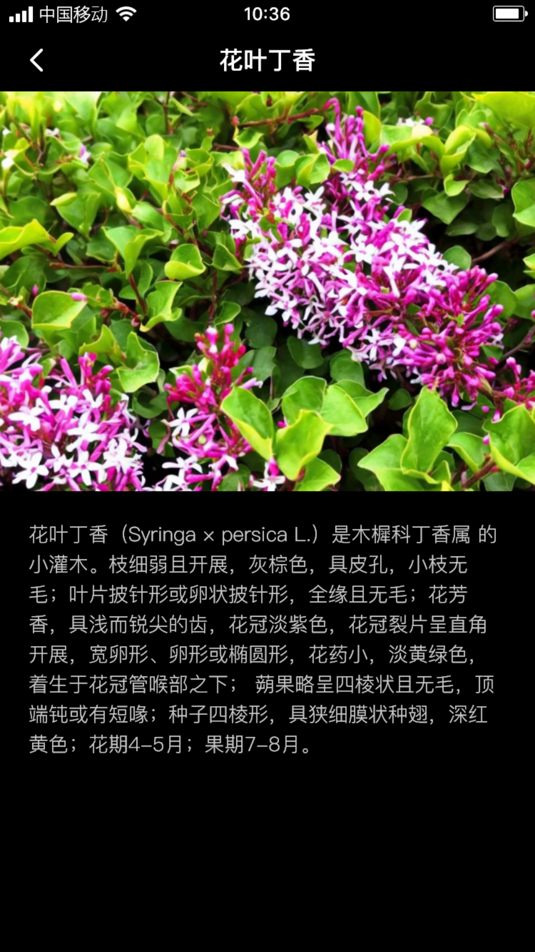 丁香花瓣app安卓版图2: