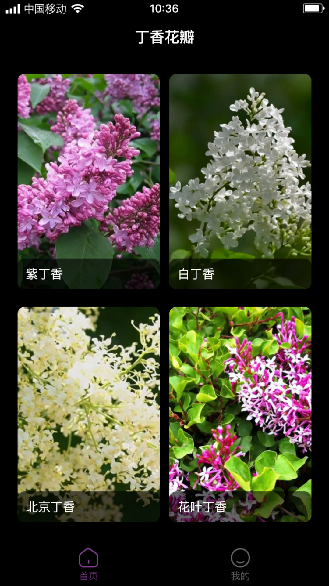 丁香花瓣app安卓版图1: