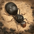 荒野蚂蚁模拟官方手机版 v1.0