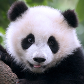 大熊猫狩猎手游安卓版 v1.0.2