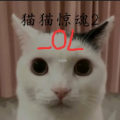 猫猫惊魂2OL最新版 v1.0