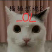 猫猫惊魂2OL正版 vOL1.0